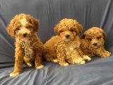 Poodle Ayarında Maltipo Bebeklerimiz