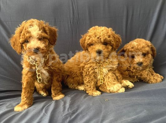 Poodle Ayarında Maltipo Bebeklerimiz görsel