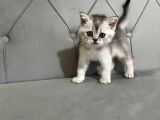British Blue Point Yavrular