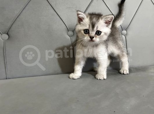 British Blue Point Yavrular görsel