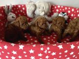 Dişi Ve Erkek Poodle Yavrular