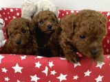 Dişi Ve Erkek Poodle Yavrular
