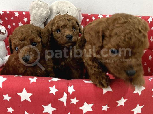 Dişi Ve Erkek Poodle Yavrular görsel