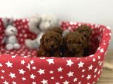 Dişi ve erkek poodle yavrular