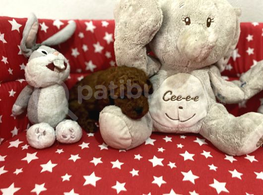 Dişi Ve Erkek Poodle Yavrular görsel