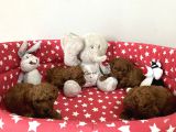 Dişi Ve Erkek Poodle Yavrular