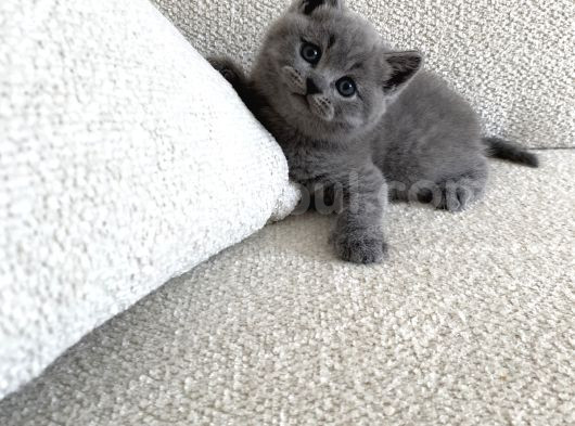 British Shorthair Erkek 2 Aylık görsel