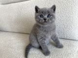 British Shorthair Erkek 2 Aylık