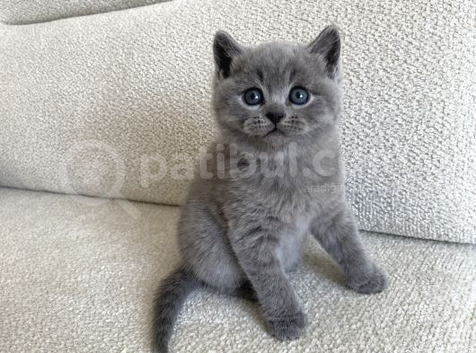 British Shorthair Erkek 2 Aylık
