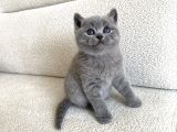 British Shorthair Erkek 2 Aylık
