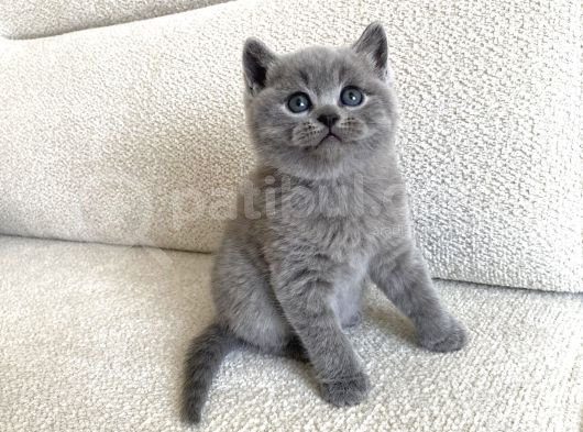 British Shorthair Erkek 2 Aylık görsel