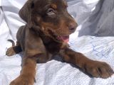 Şampiyon Soydan Doberman Yavrular