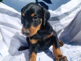 Şampiyon Soydan Doberman Yavrular