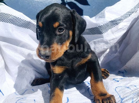 Şampiyon Soydan Doberman Yavrular görsel