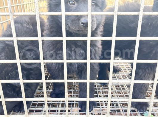 Soli̇d Black Alman Kurdu Yavrularimiz görsel