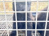 Soli̇d Black Alman Kurdu Yavrularimiz