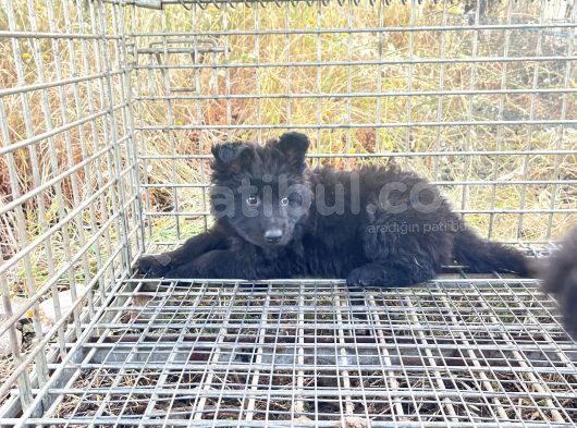 Soli̇d Black Alman Kurdu Yavrularimiz görsel