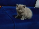 60 Günlük Scottish Fold ve British Shorthair Yavrularımız
