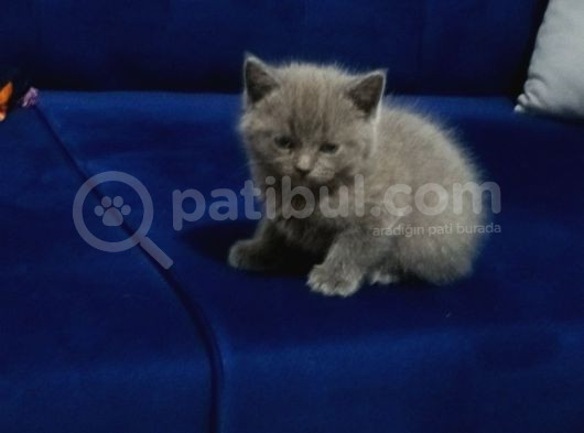 60 Günlük Scottish Fold Ve British Shorthair Yavrularımız
