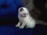 55 Günlük Scottish Fold Yavruları