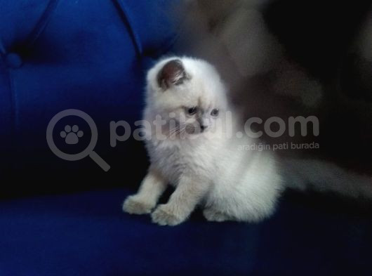 55 Günlük Scottish Fold Yavruları görsel