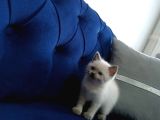55 Günlük Scottish Fold Yavruları