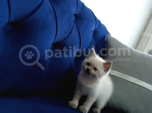 55 Günlük Scottish Fold Yavruları görsel