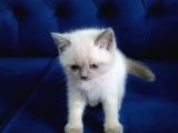 55 Günlük Scottish Fold Yavruları
