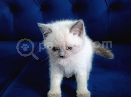 55 Günlük Scottish Fold Yavruları