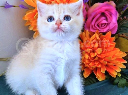 British Shorthair Golden Bebekler görsel