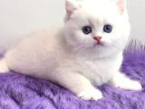 Biricik Mavi Göz Ns1133 British Shorthair