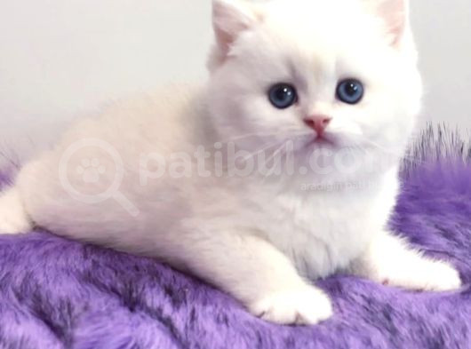 Biricik Mavi Göz Ns1133 British Shorthair görsel