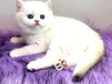 Biricik Mavi Göz Ns1133 British Shorthair