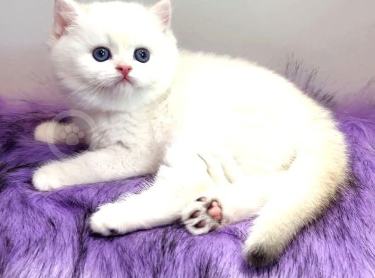 Biricik Mavi Göz Ns1133 British Shorthair görsel