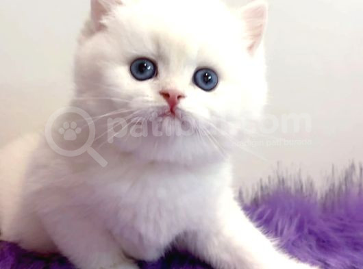 Biricik Mavi Göz Ns1133 British Shorthair