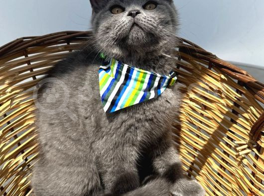 British Tatlı Bebeklerimmm görsel