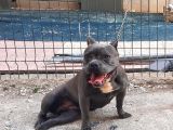 A Kalite Exotic Bully