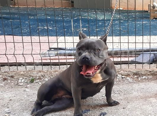 A Kalite Exotic Bully görsel