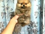 Ayi Suratli Pomerri̇an Boo Yavrumuz