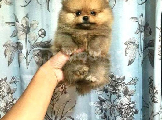 Ayi Suratli Pomerri̇an Boo Yavrumuz görsel
