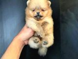 AYI SURATLI POMERRİAN BOO YAVRUMUZ