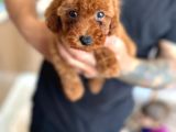 Toy poodle yavrular