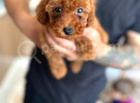 Toy Poodle Yavrular