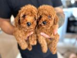 Toy Poodle Yavrular