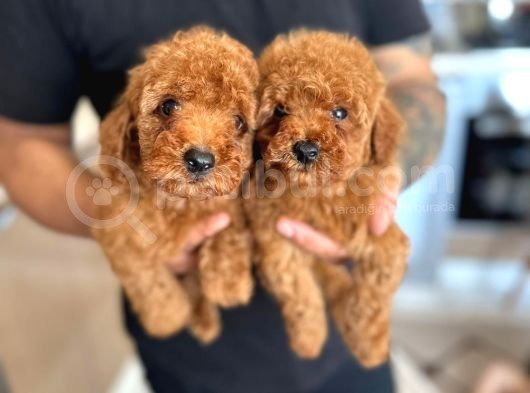 Toy Poodle Yavrular görsel
