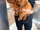 Toy Poodle Yavrular