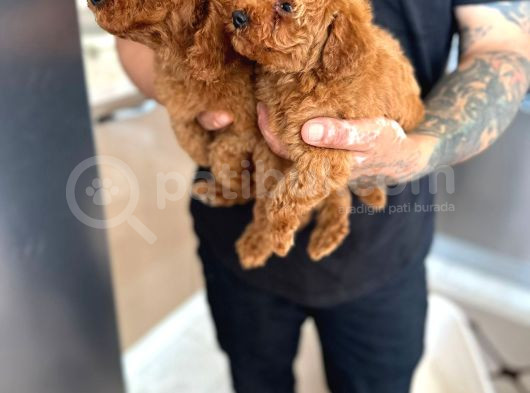 Toy Poodle Yavrular görsel