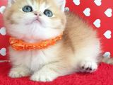 Show Kalite Ny12 Golden British Shorthair Yavrular