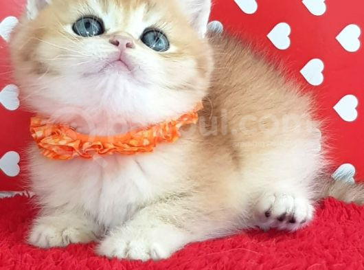 Show Kalite Ny12 Golden British Shorthair Yavrular görsel