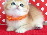 Show Kalite Ny12 Golden British Shorthair Yavrular